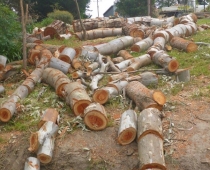 adelaide-hills-mobile-log-splitting-services