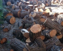 adelaide-mobile-log-splitting-services-03