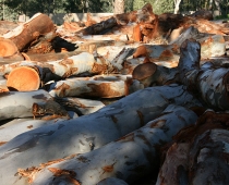 mobile-log-splitting-firewood-adelaide-barossa-11